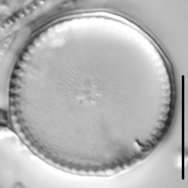 Thalassiosira weissflogii LM5