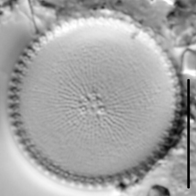 Thalassiosira weissflogii LM4