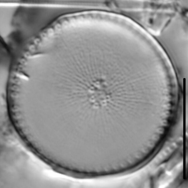 Thalassiosira weissflogii LM3