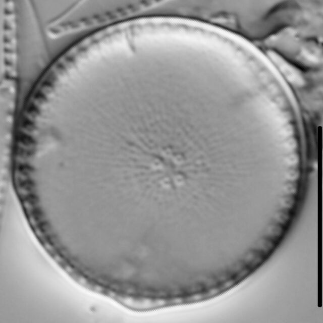 Thalassiosira weissflogii LM1