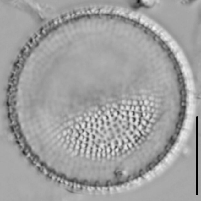 Thalassiosira lacustris LM2