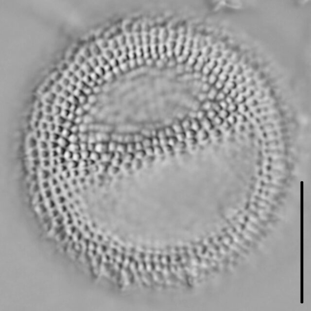 Thalassiosira lacustris LM4