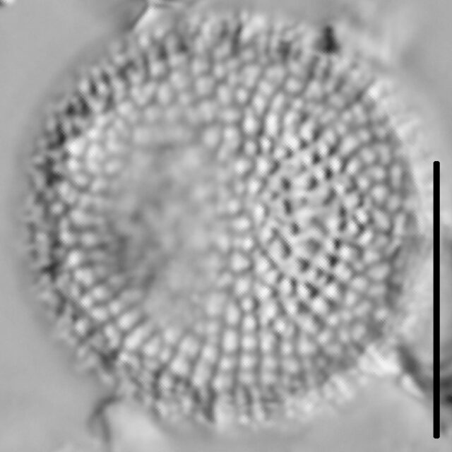 Thalassiosira lacustris LM5