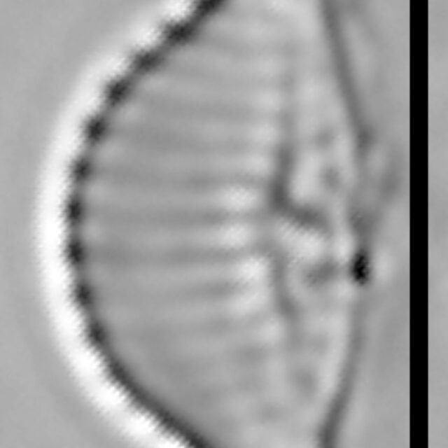 Halamphora thumensis LM6