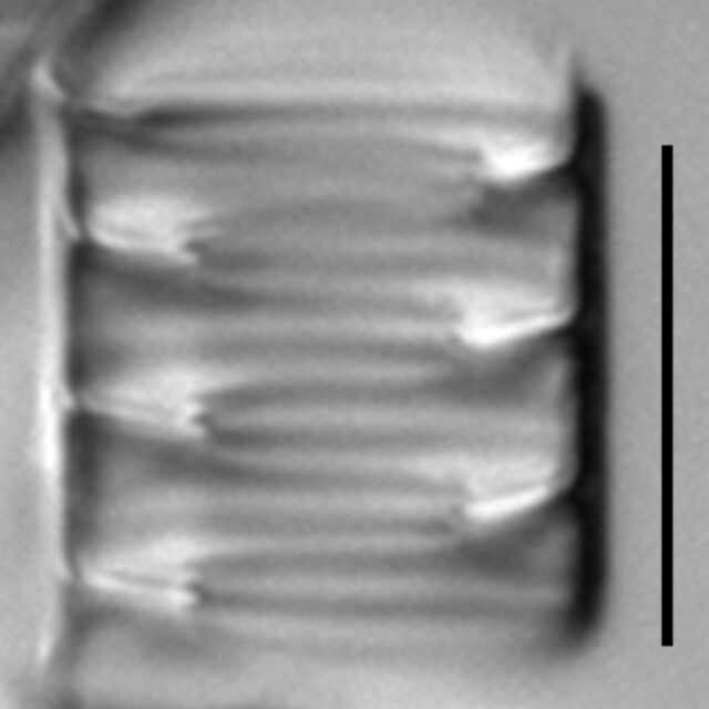 Tetracyclus hinziae LM5