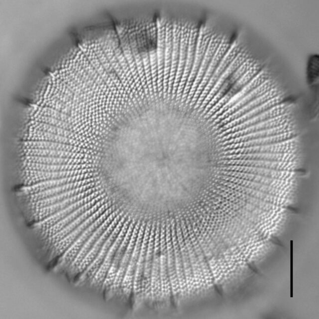 Stephanodiscus yellowstonensis LM6