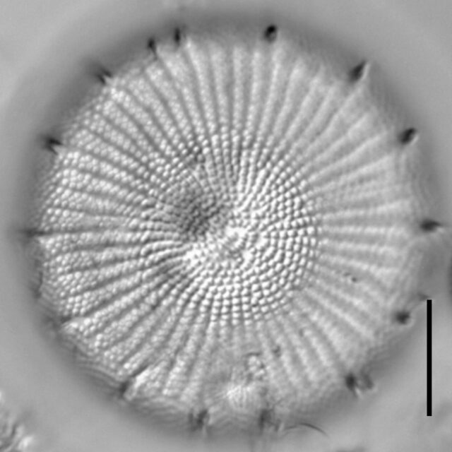 Stephanodiscus yellowstonensis LM5