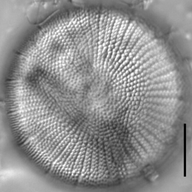 Stephanodiscus yellowstonensis LM3