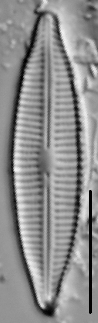 Craticula Halophila 005