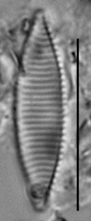 Duplcate Angustulata 102457Rev003