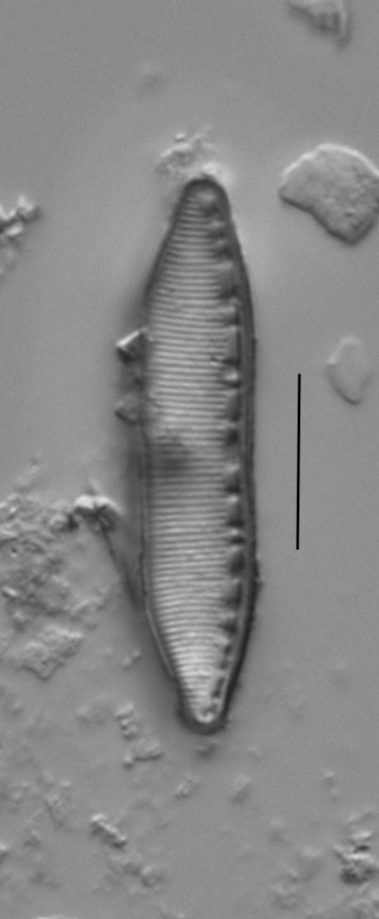 Duplicate Amphioxys  Gc61088  002