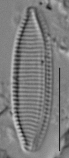 Duplicate Angustulata 102457Rev001