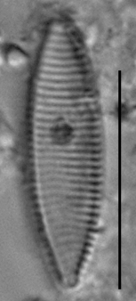 Duplicate Angustulata 102457Rev004