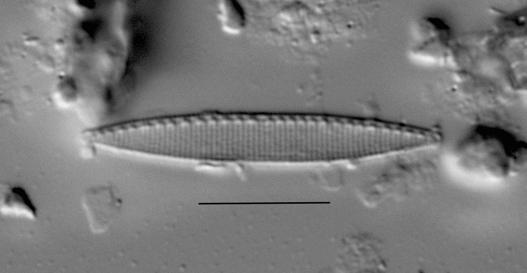 Duplicate Frustulum Gc51122 003