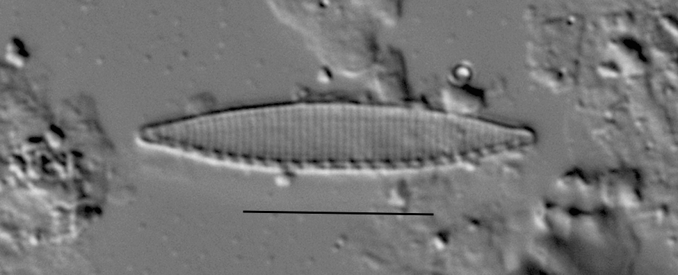 Duplicate Frustulum Gc51122 004