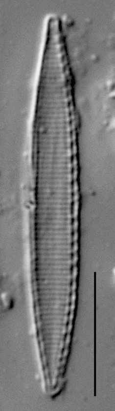 Duplicate Frustulum Gc51122Rev002