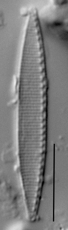 Duplicate Frustulum Gc51122Rev003