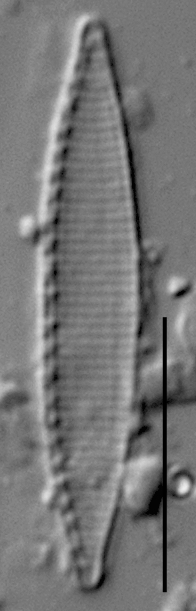 Duplicate Frustulum Gc51122Rev004