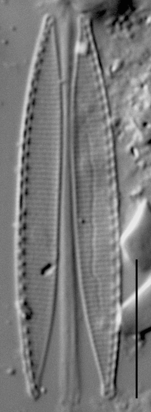 Duplicate Frustulum Gc51122Rev005