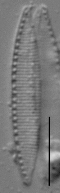 Duplicate Frustulum Gc51122Rev006