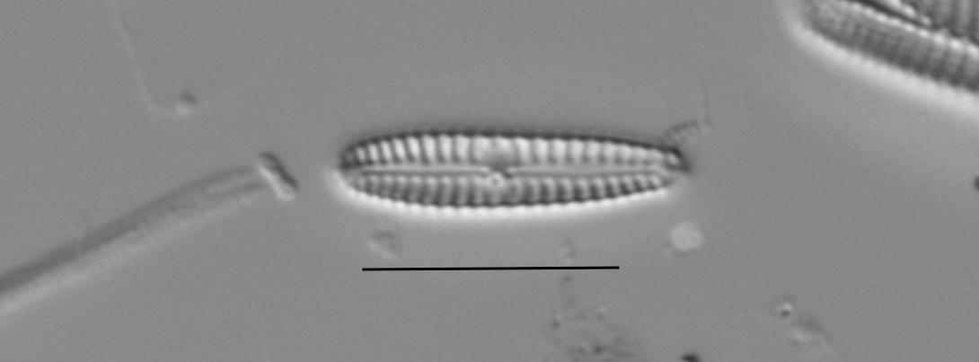 Duplicate Pygmaeum 111316A 003