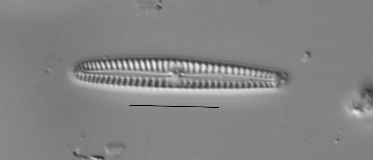 Duplicate Pygmaeum 111316A 005