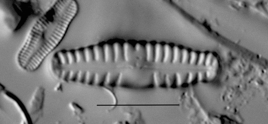 Duplicate Sinuatafantiqua Gc54103 007