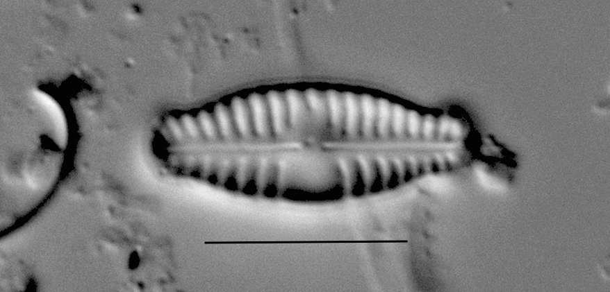 Duplicate Sinuatafantiqua Gc54103 008