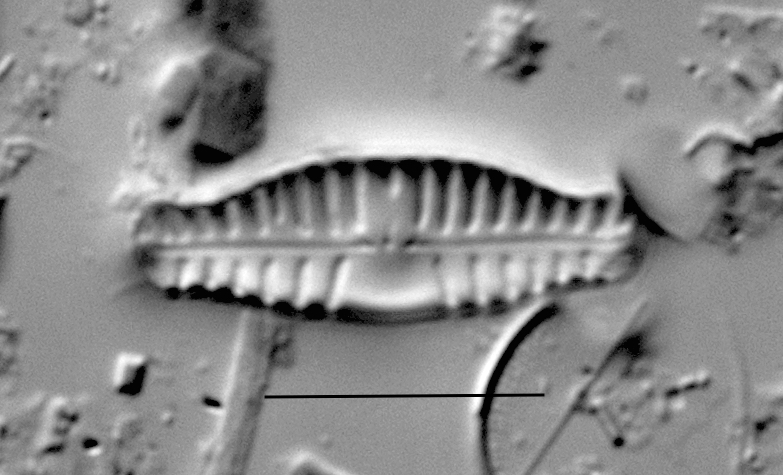 Duplicate Sinuatafantiqua Gc54103 012