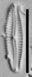 Encyonopsis Thumensis 3
