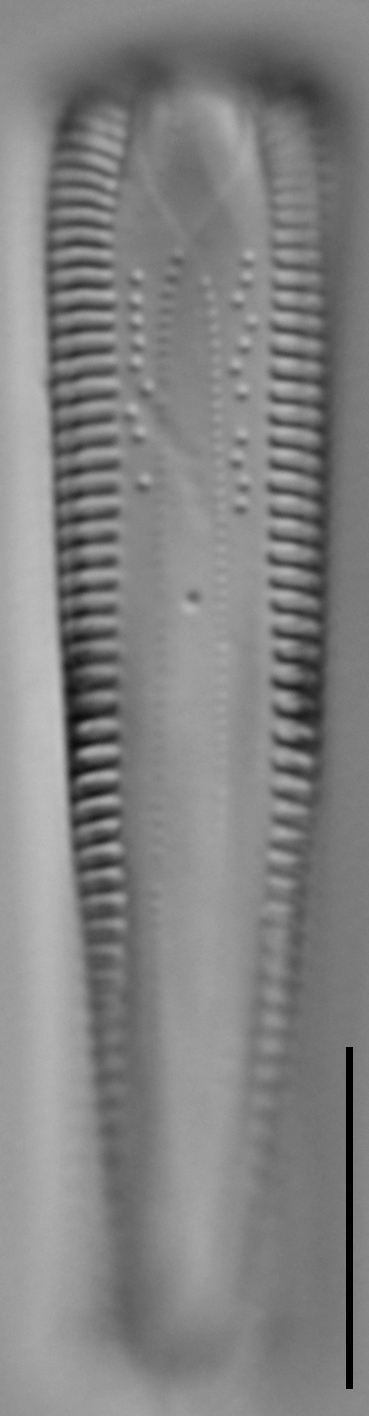 G Amerhombicum  A Isotype 20170301 08 Cl