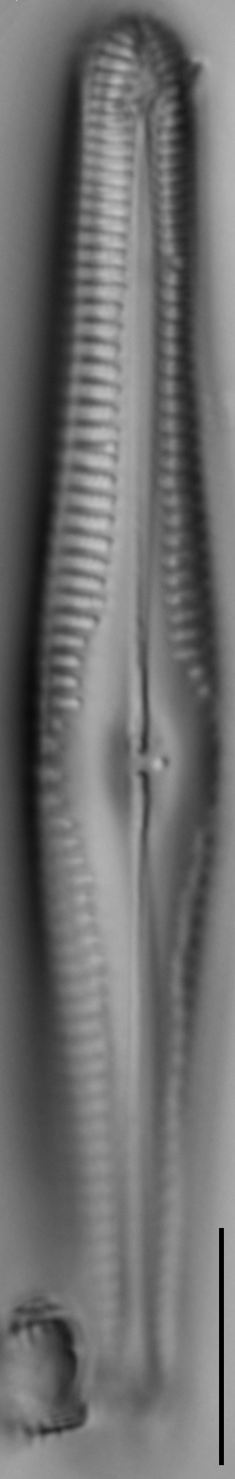 G Amerhombicum  B Isotype 20170301 06 Cl