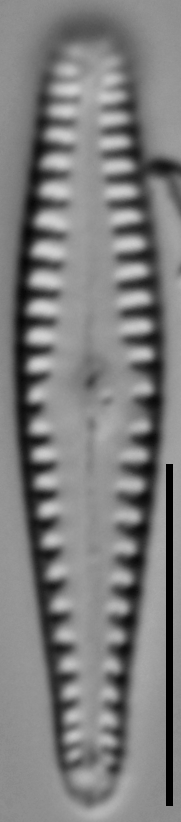 Gomphonema sierranum LM6