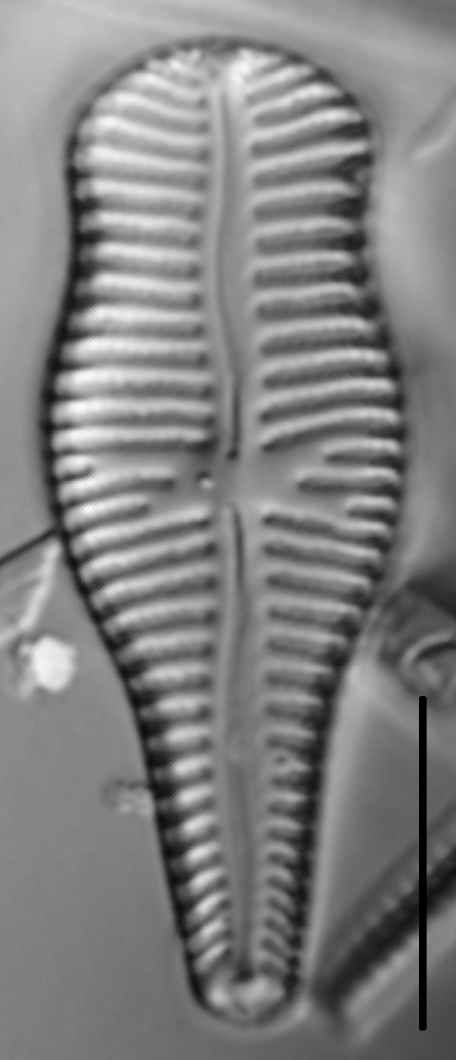 Gomphonema sp. LM1