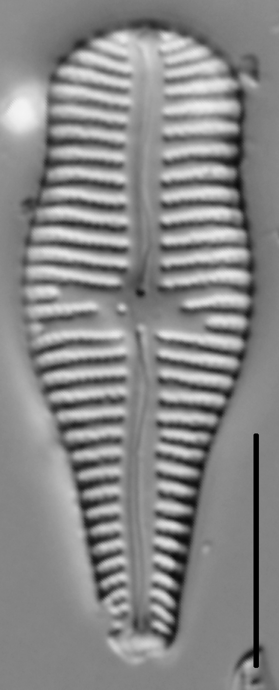 Gomphonema sp. LM4