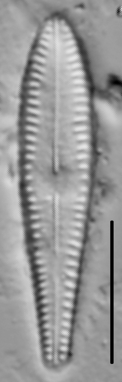 Lingulateformis 112435B 005