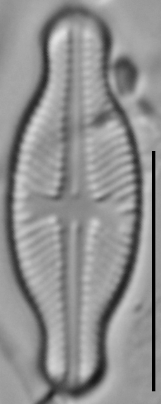 Sellaphora javanica LM3