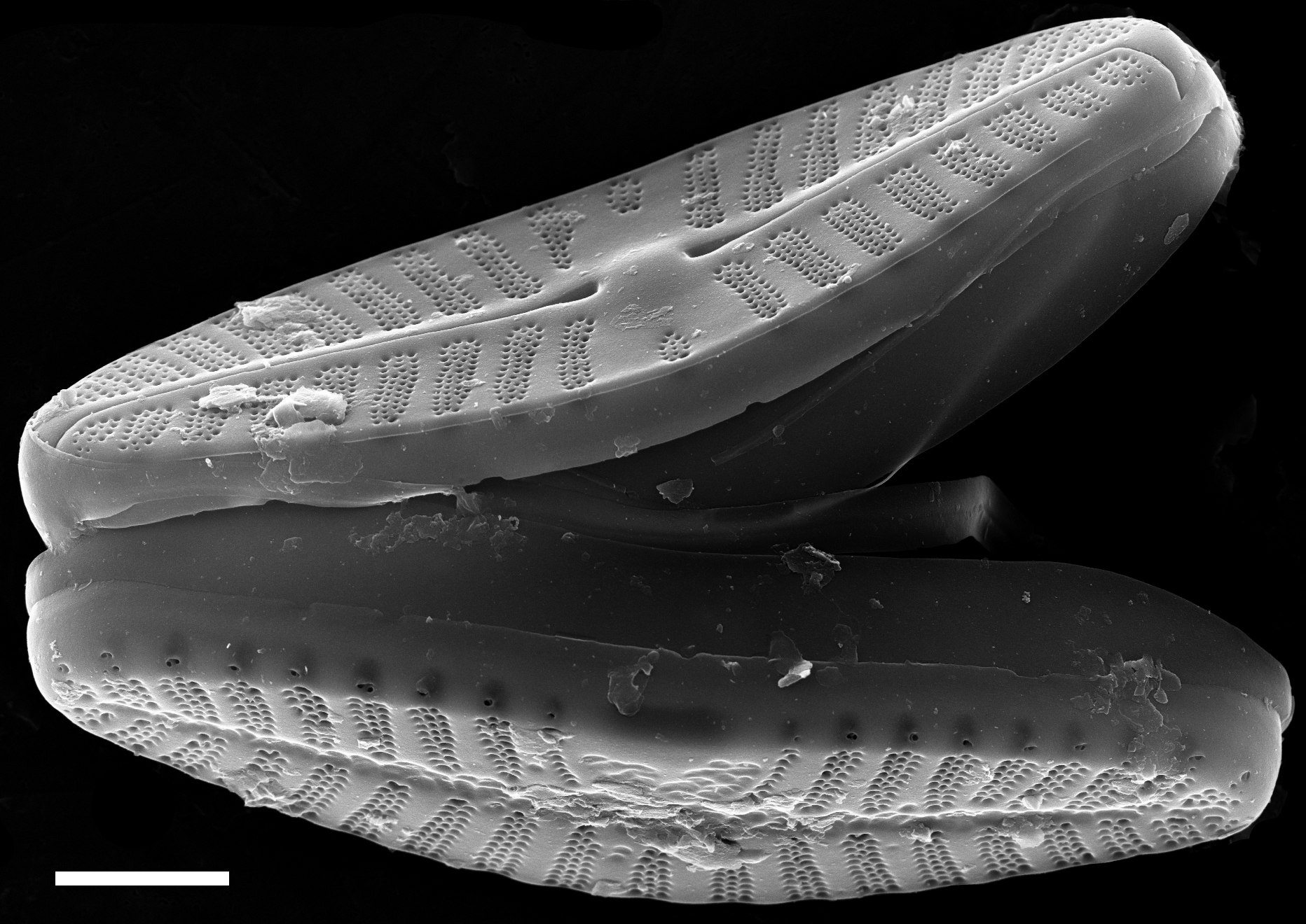 Planothidium frequentissimum SEM4