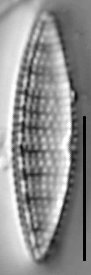 Nitzschia denticula LM1