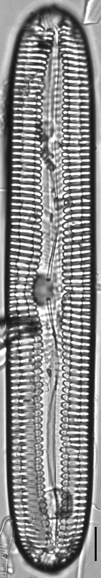 Pinnularia streptoraphe LM9