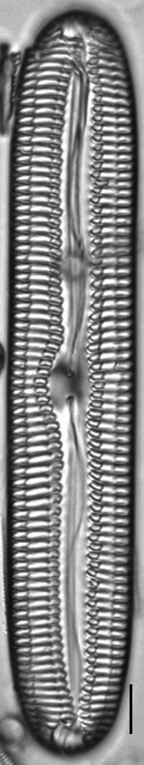 Pinnularia streptoraphe LM8