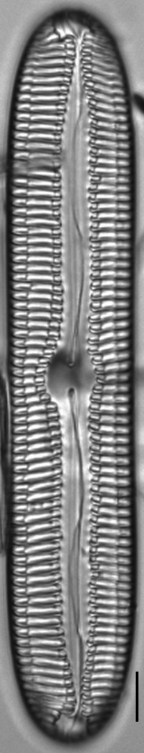 Pinnularia streptoraphe LM6