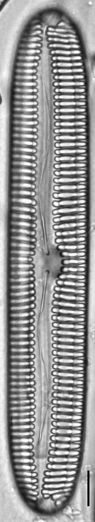 Pinnularia streptoraphe LM4