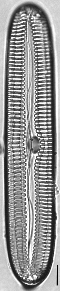 Pinnularia streptoraphe LM2