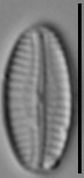 Pseudofallacia monoculata LM5