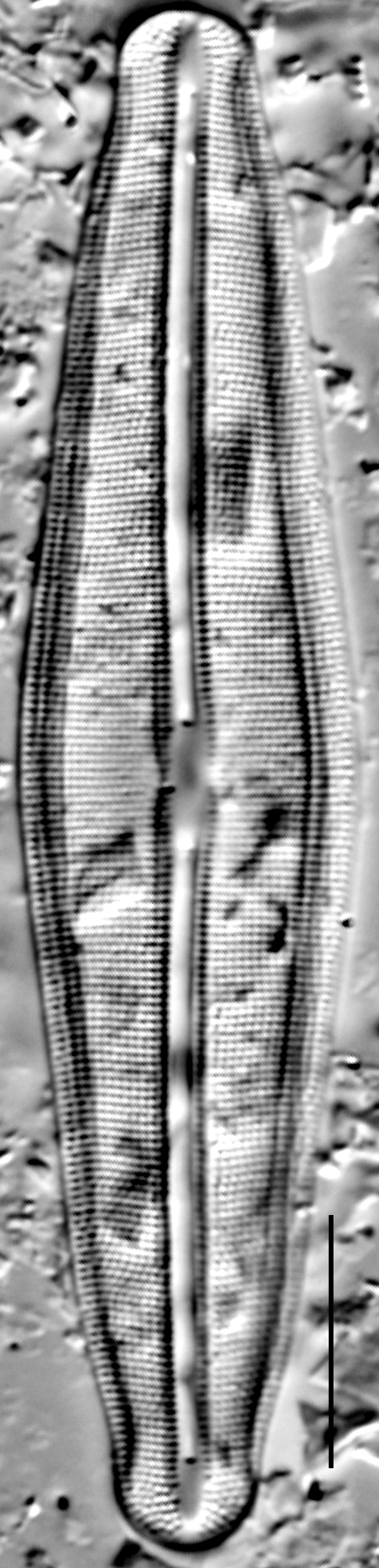 Frustulia quadrisinuata LM6