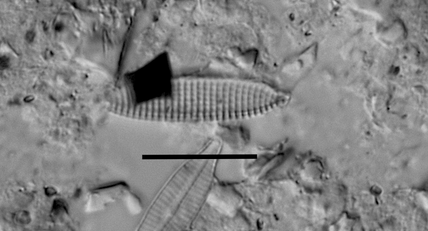 Nitzschia silicula var commutata LM4