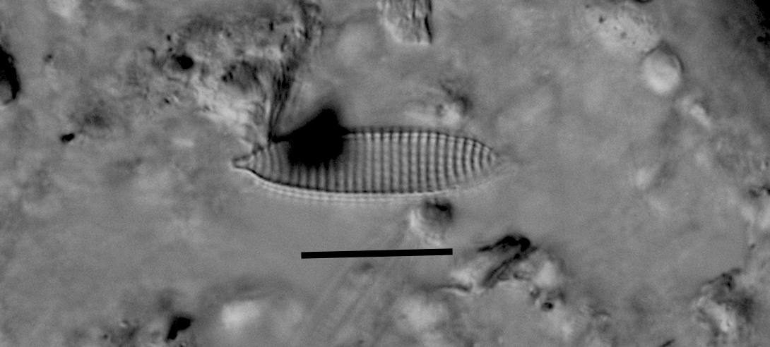 Nitzschia silicula var commutata LM2