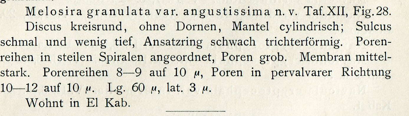 Melosira granulata var. angustissima orig illus