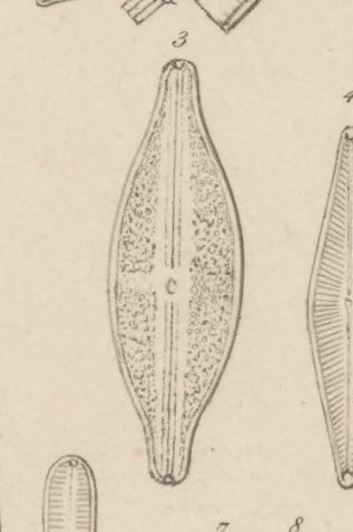 Anomoeoneis Sphaerophora F Sculpta Orig Illus1 Copy